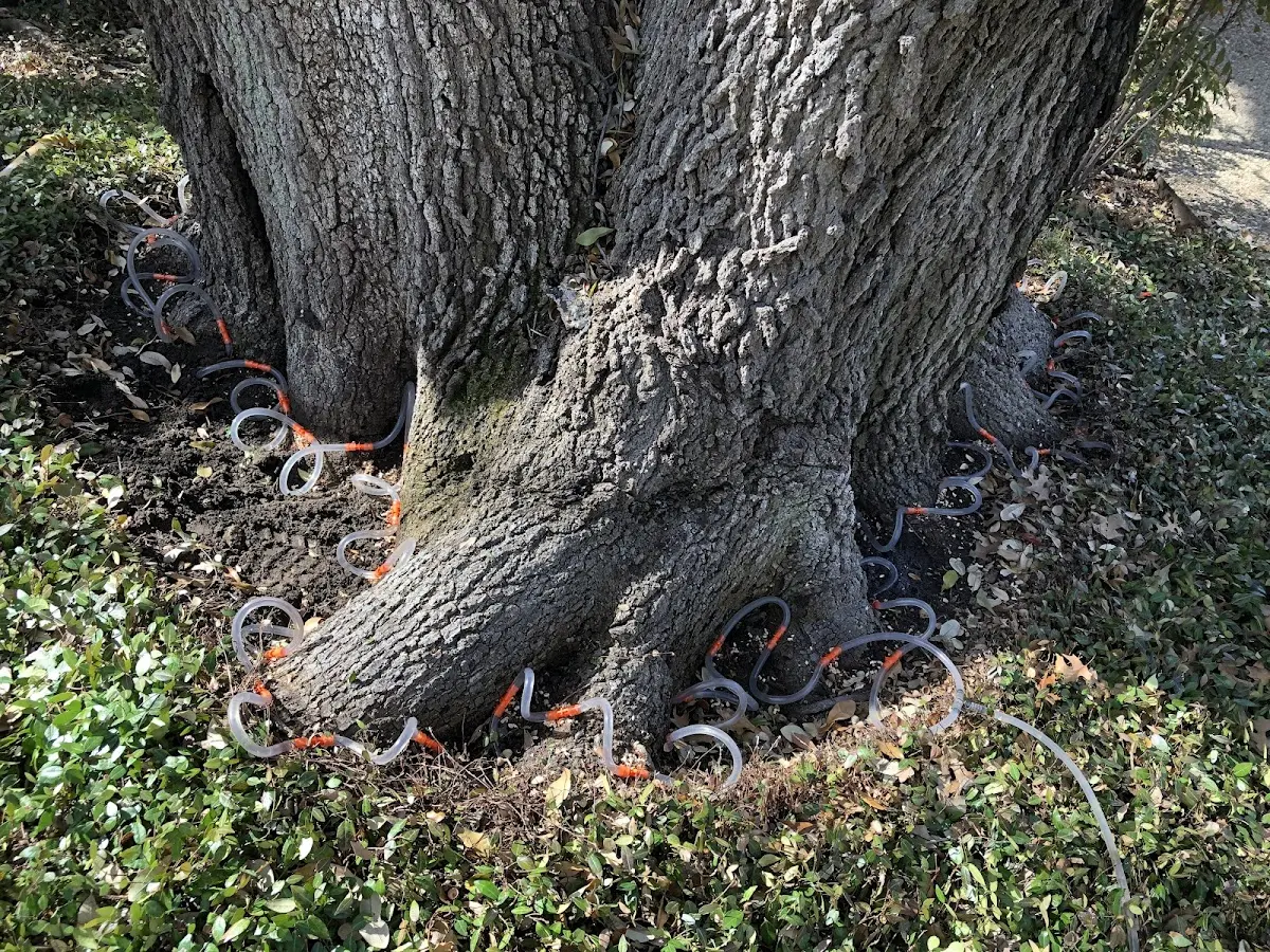 Detailed Tree Cabling and Bracing job site in Desdemona