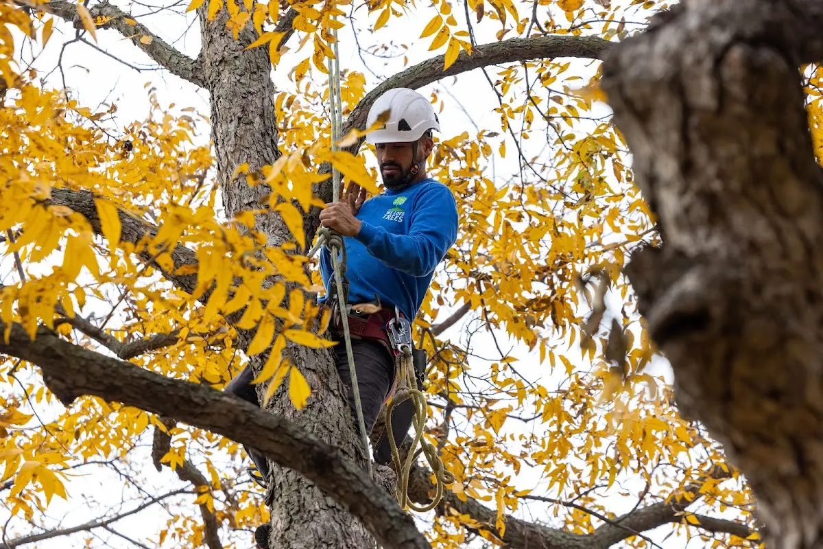 Skilled Tree Trimming crew working in Desdemona